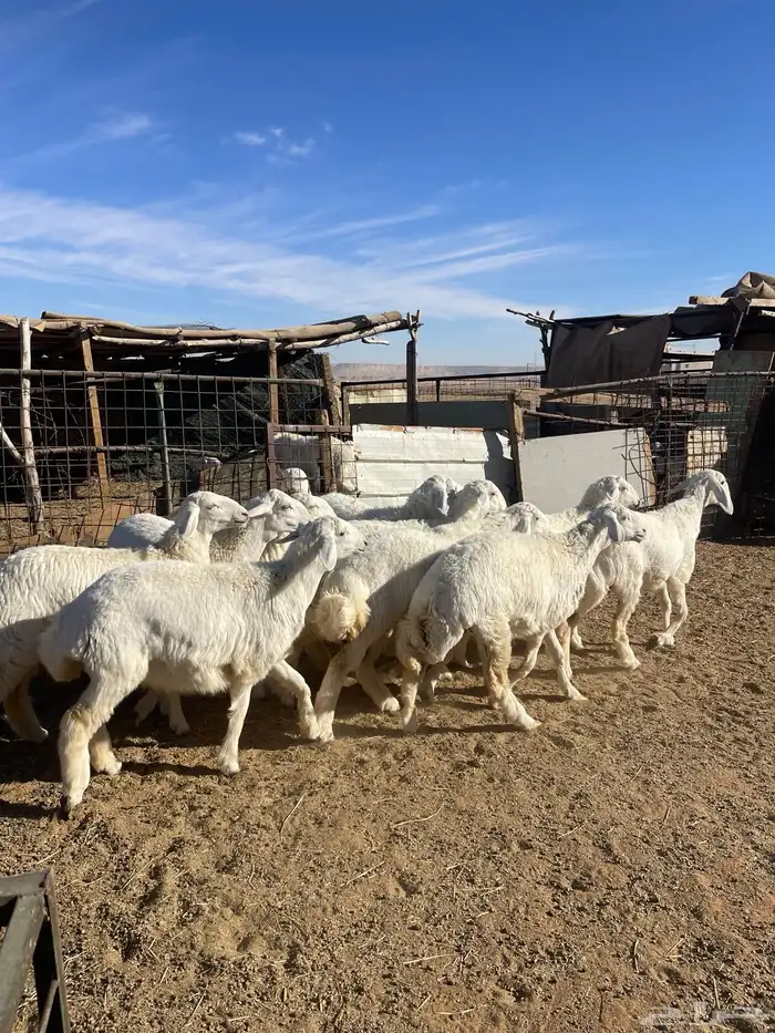 تم البيع رخال حرش مراح واحد صنف 2