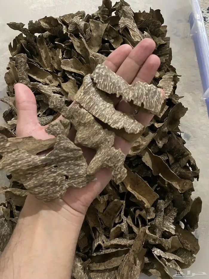 عود زوايا فيتنامي طبيعي 3