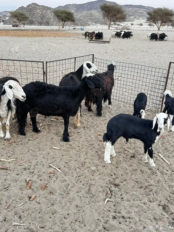 غنم نجد للبيع 13