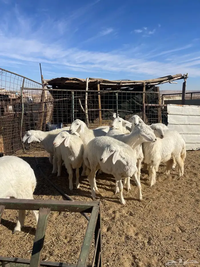 تم البيع رخال حرش مراح واحد صنف 9