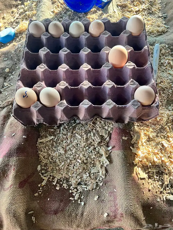 بيض مخصب شامو الماني هزاز وشامو ياباني 0