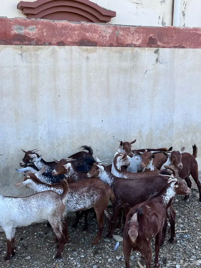 خبيش وشح دهم تأسيس مراح 1