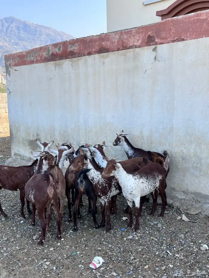 خبيش وشح دهم تأسيس مراح 2