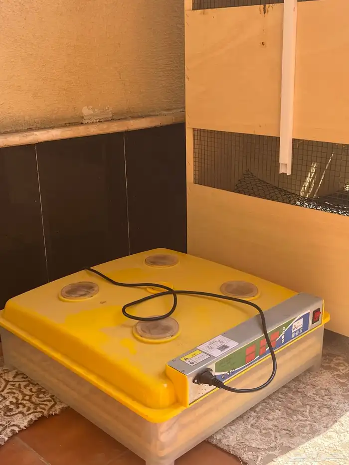 حضانة فروخ 3