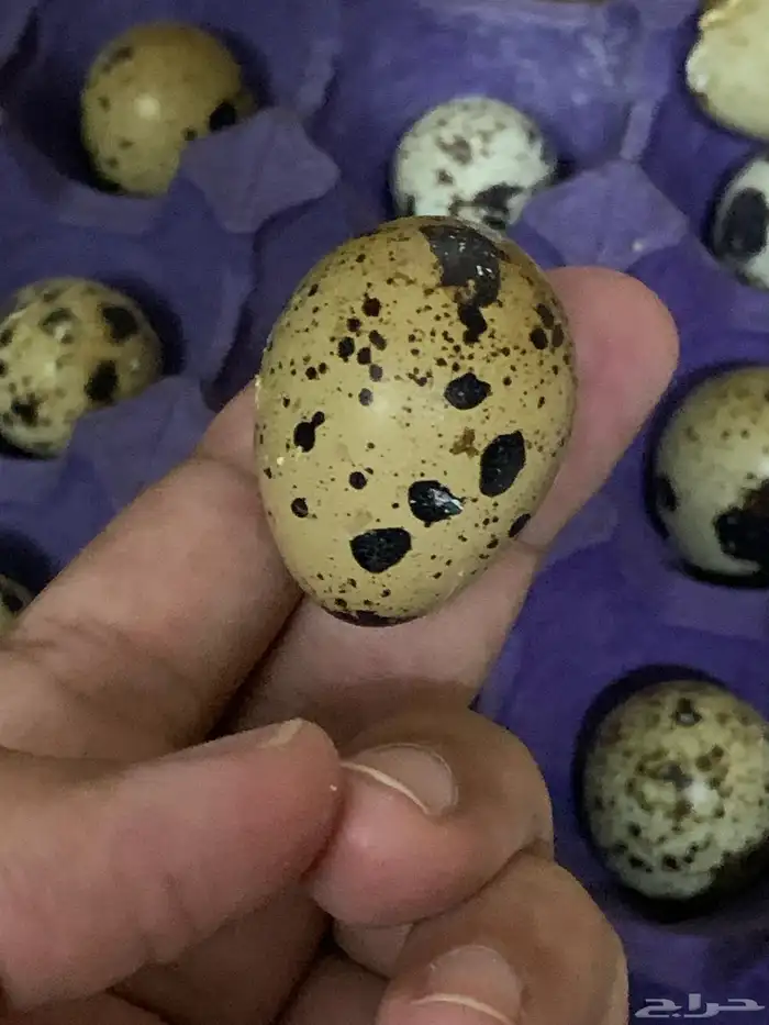 سمان تكساس العملاق 9