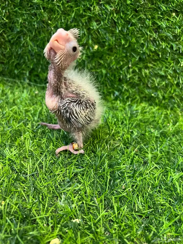 فرخ كروان هولندي وايت فيس 2