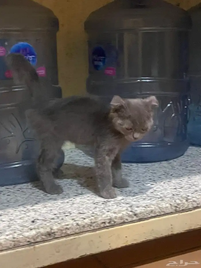 قطوة شيرازية 1