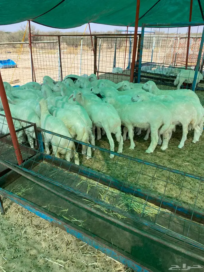 بهم طيب العدد 44 فيه 15 رخال جمله وتفريد 1