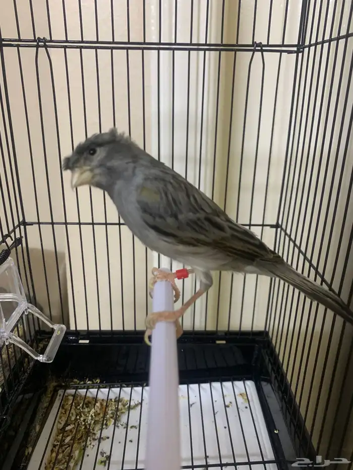 كناري تغريد 0