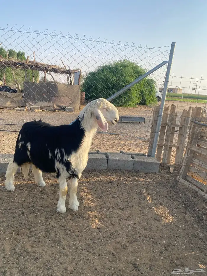 مشروح فحل نجدي 0