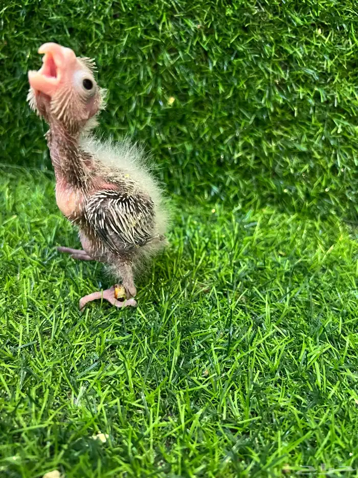 فرخ كروان هولندي وايت فيس 1