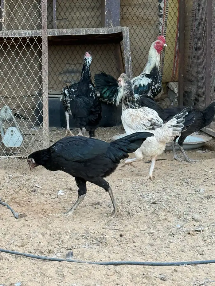 دجاج باكستاني 1