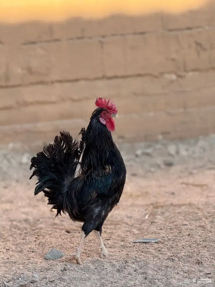 ديوك عربيه ترثه أصيله 16