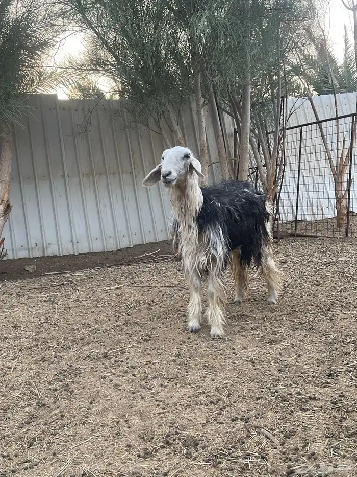 العرض رحل وخروف 2