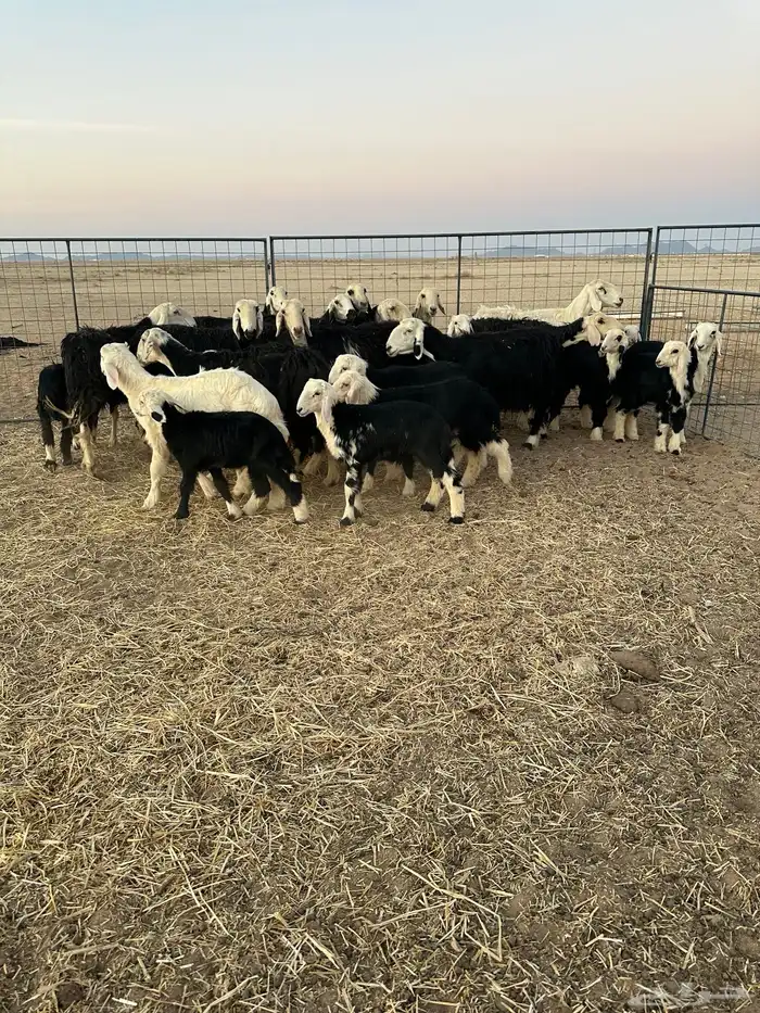 نجد مولده ودفيع 9