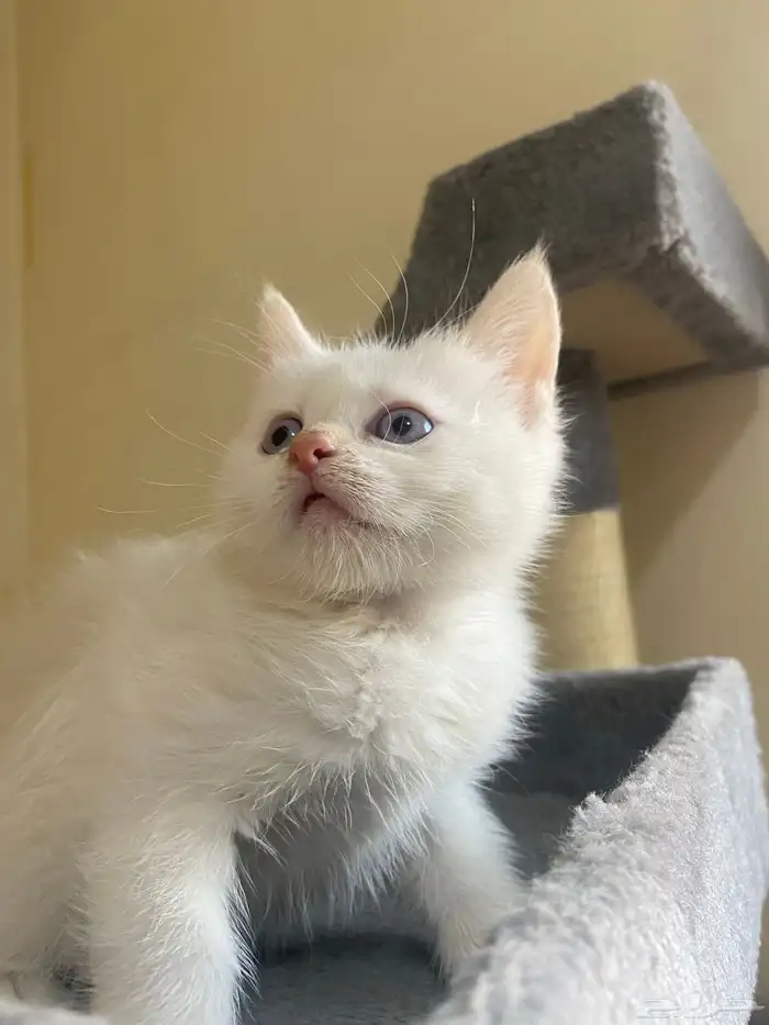 قطط للبيع بسعر مناسب 5