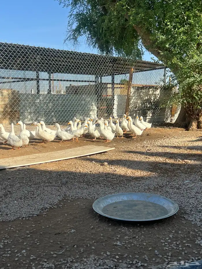 ازولا بط صوص بط سمان صوص سمان وبط 4