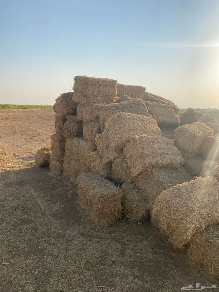 للبيع برسيم 0