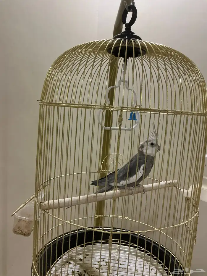 ببغاء كوكاتيل 0