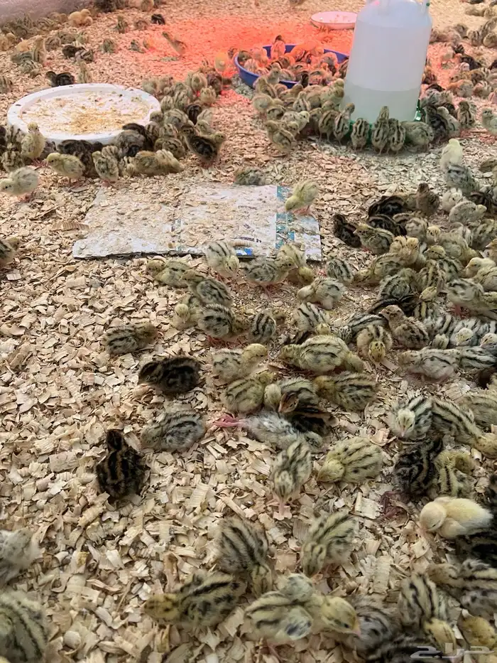 ازولا بط صوص بط سمان صوص سمان وبط 0