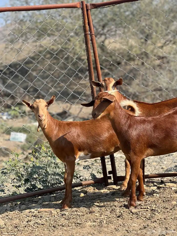 جفار دهم تأسيس مراح 1