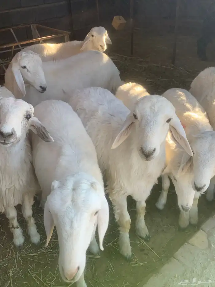 طليان للبيع 3