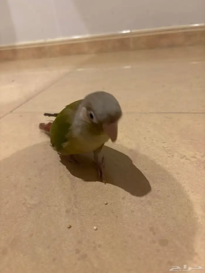 كنيور اليف وهدد 5