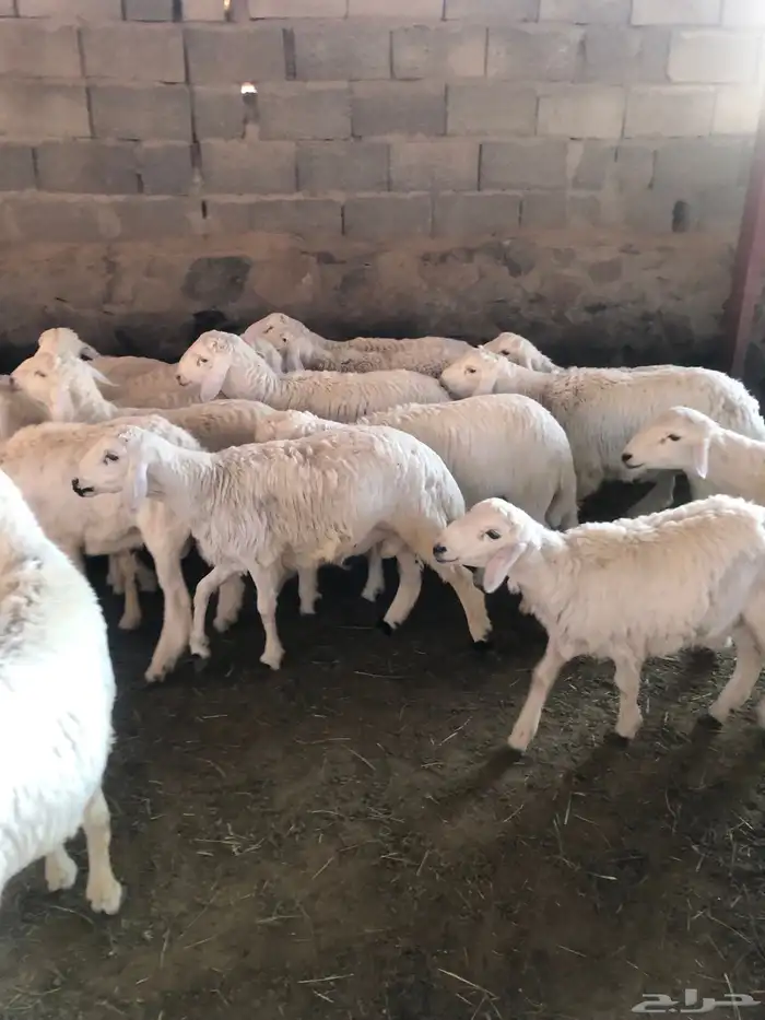 خرفان كفو نظيفة مشروطة 0