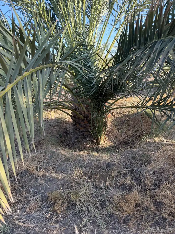 للبيع نخل قلايع روثانه 0