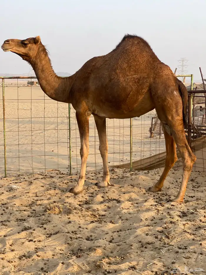 للبيع حايل متسلدت 3