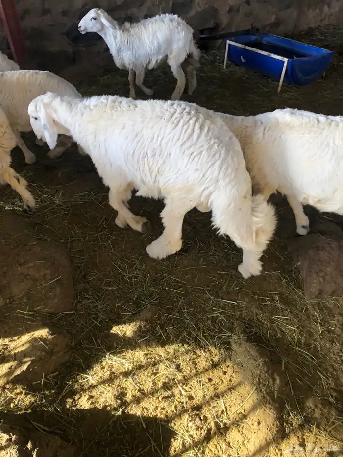 خرفان كفو نظيفة مشروطة 2