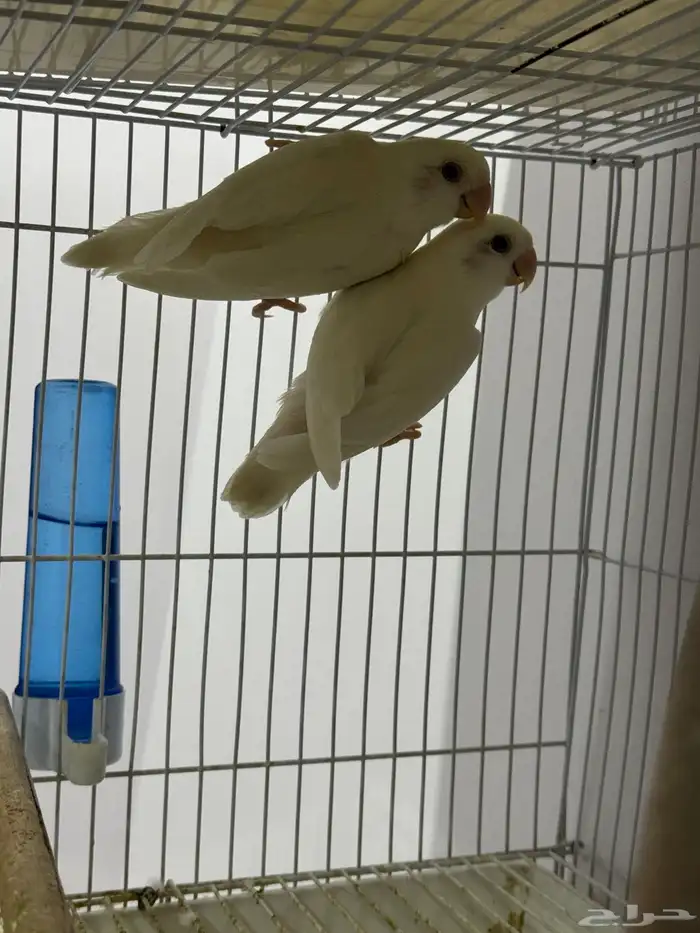 جوز روز البينو 1