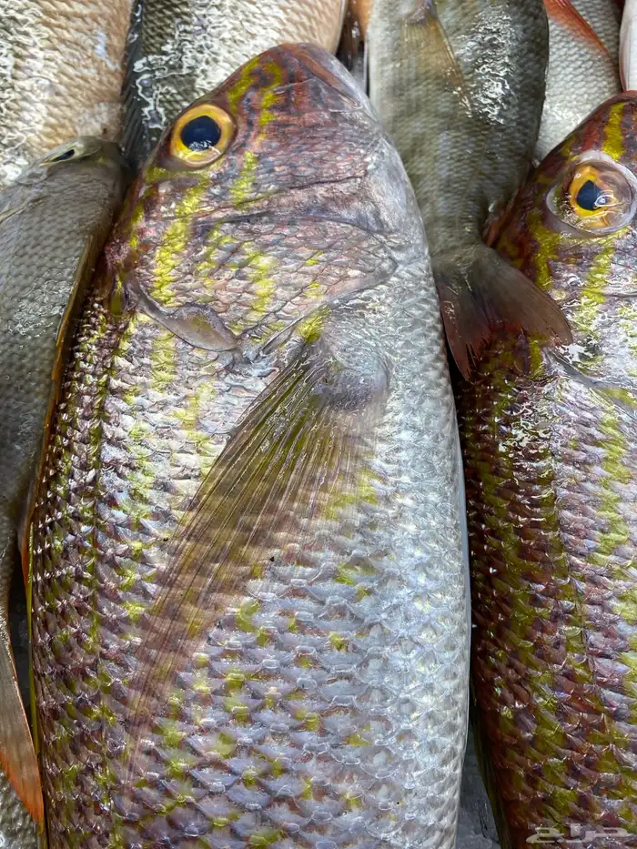 اسماك طازجة يوميا 6