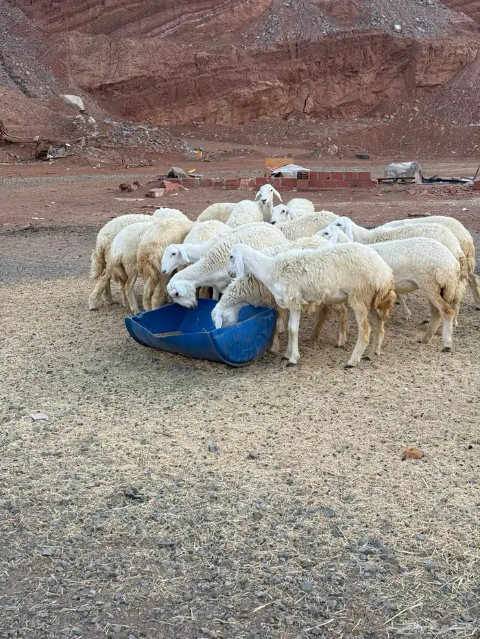 غنم حري تربيه خاصه 19 راس علف بلدي هاوي 5