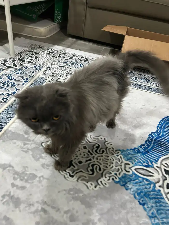 قط شيرازي للتبني. تم التبني تم التبني تم التبني 2