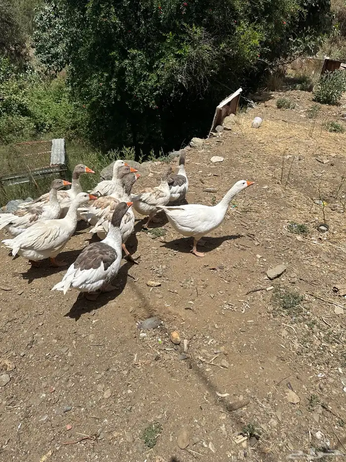 وز للبيع عدد 6 0