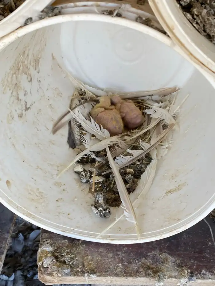 حمام سلفر وزاجل 2