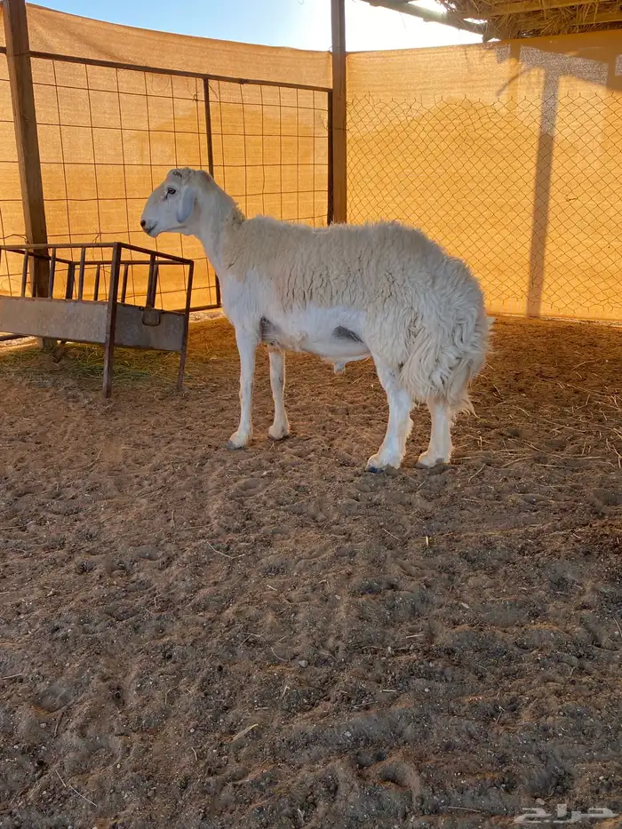 للبيع طلي حري 1