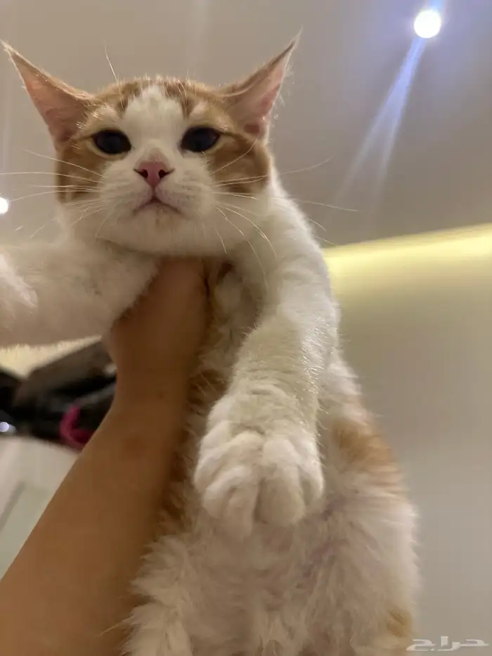 قطط للتبني الرياض 13