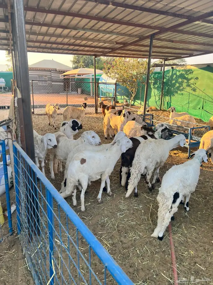 خرفان الطائف سواكن مستورد و تيوس 4