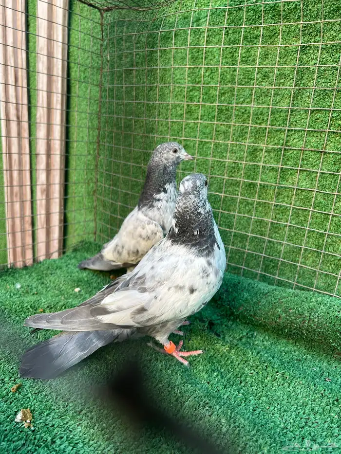 حمام بكستاني طبات 14