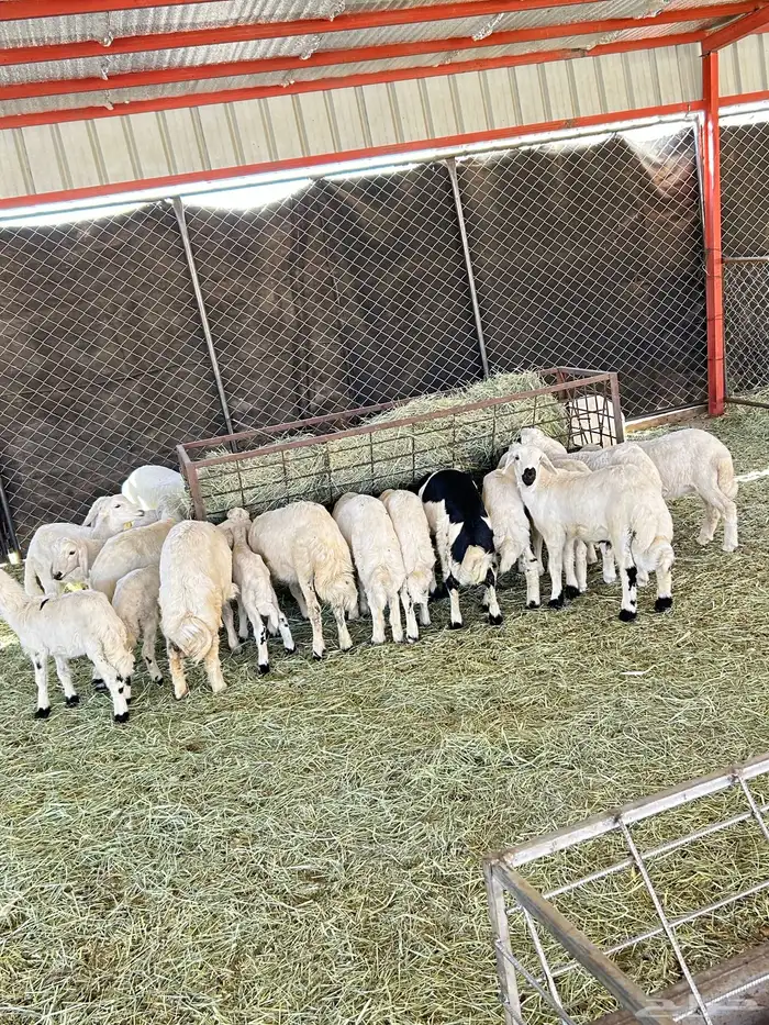 ظان متابيع 2