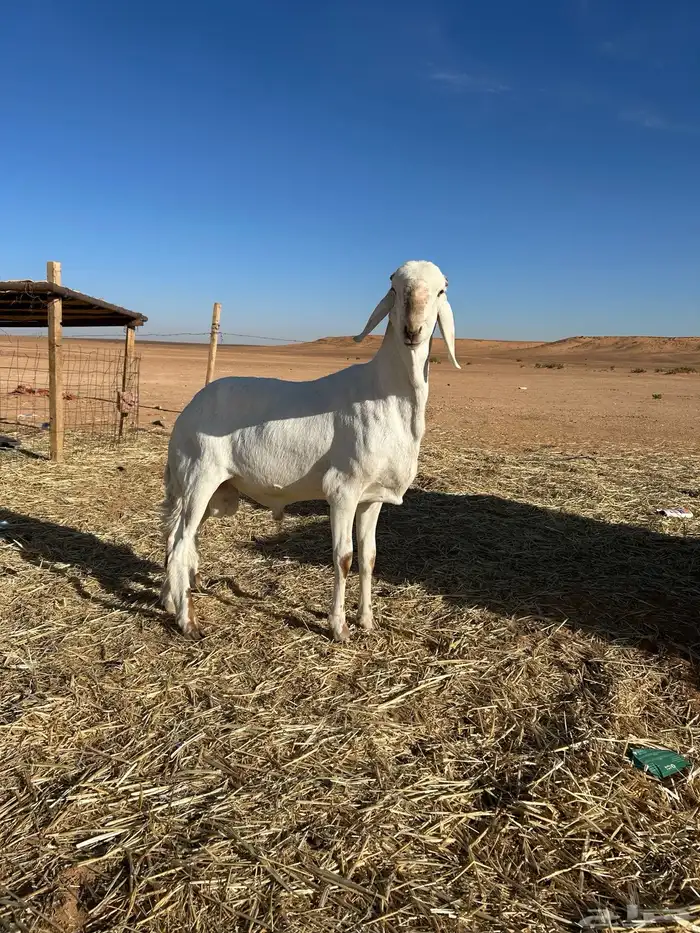 للبييع فحل  سواكن 4