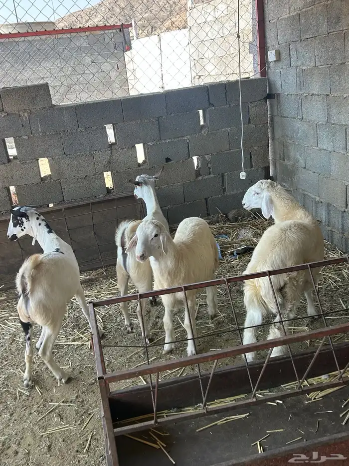 الباحه قلوه تهامه 7