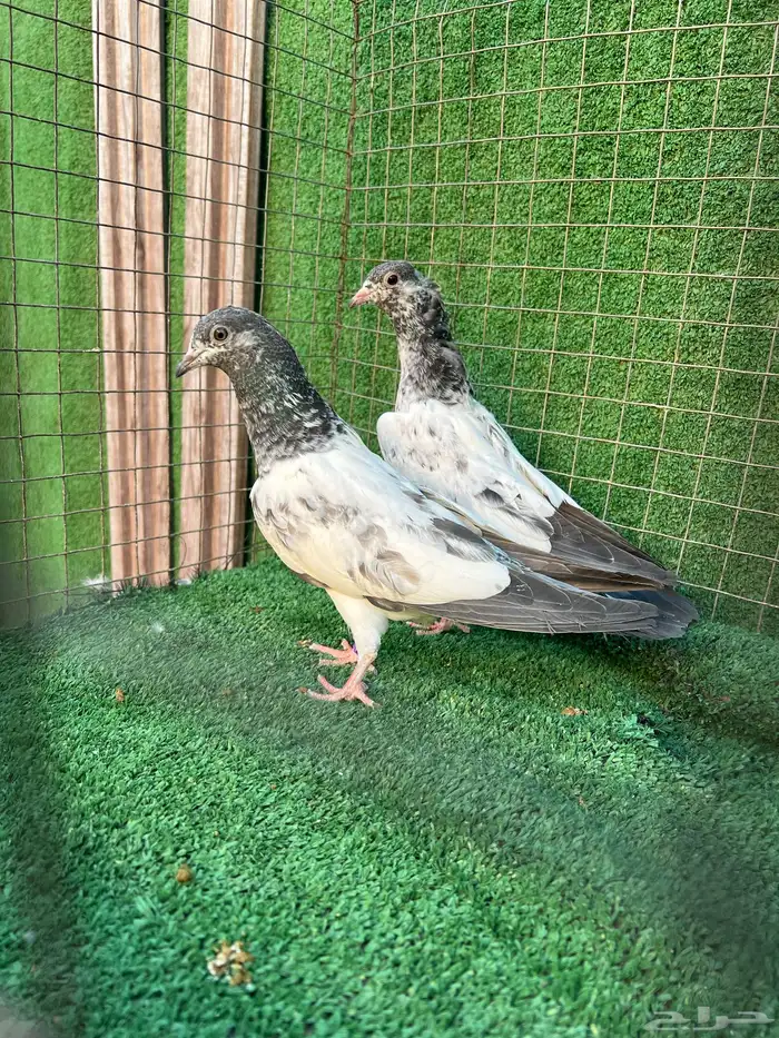 حمام بكستاني طبات 18