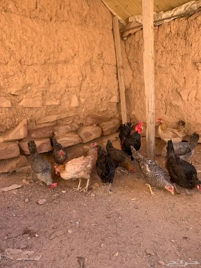 دجاج بلدي 14