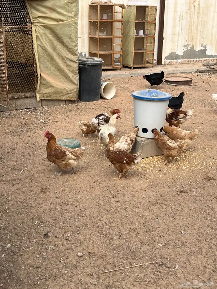 دجاج لوهمان بروان صافي البيع أطقم كل أربع دجاجات معاهم ديك. 6