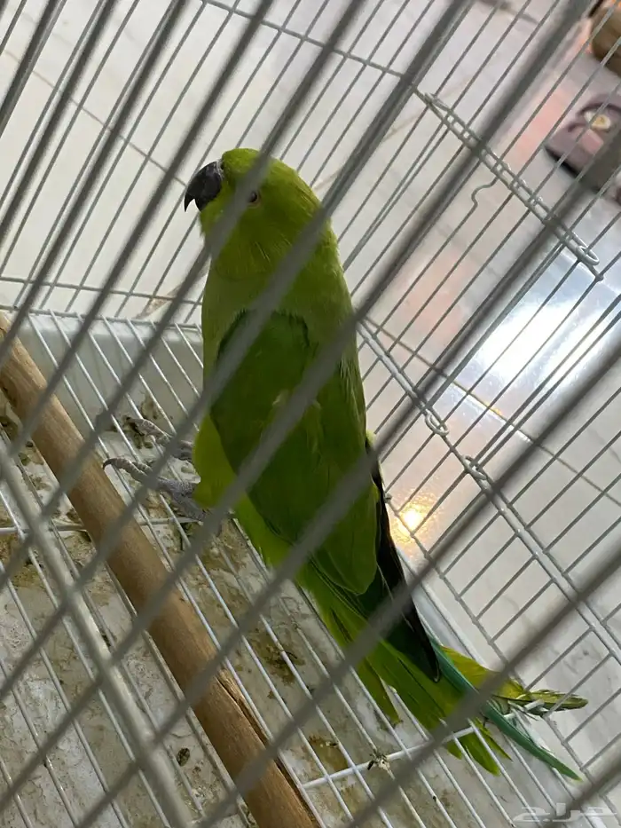 انثى درة جاهزة للانتاج 1