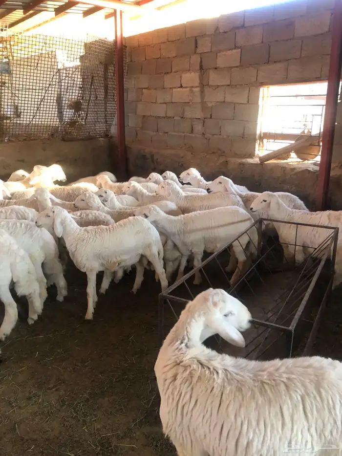 خرفان كفو نظيفة مشروطة 1