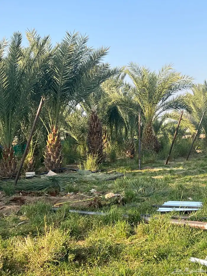 فسايل نخل بياض 0